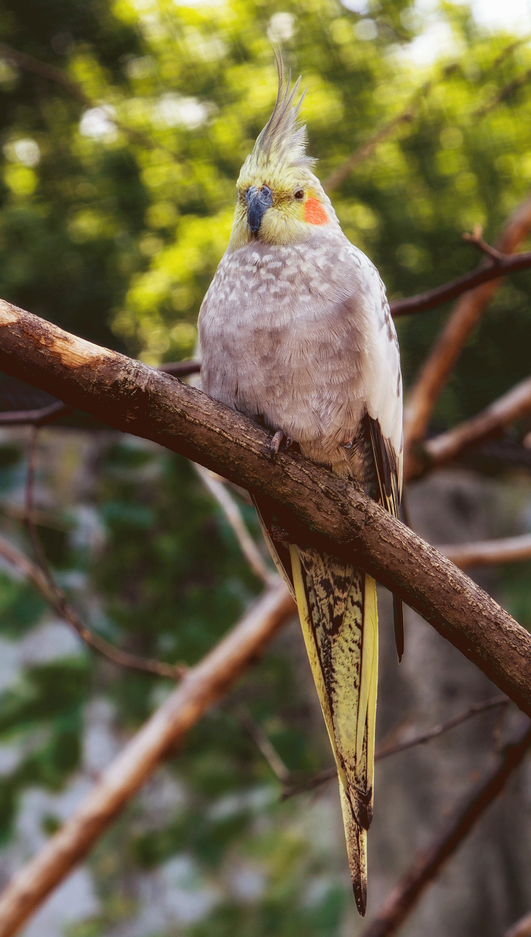 オカメインコの鳴き声 意味 気持ち 理由は 鳴き声はうるさい オカメインコファン