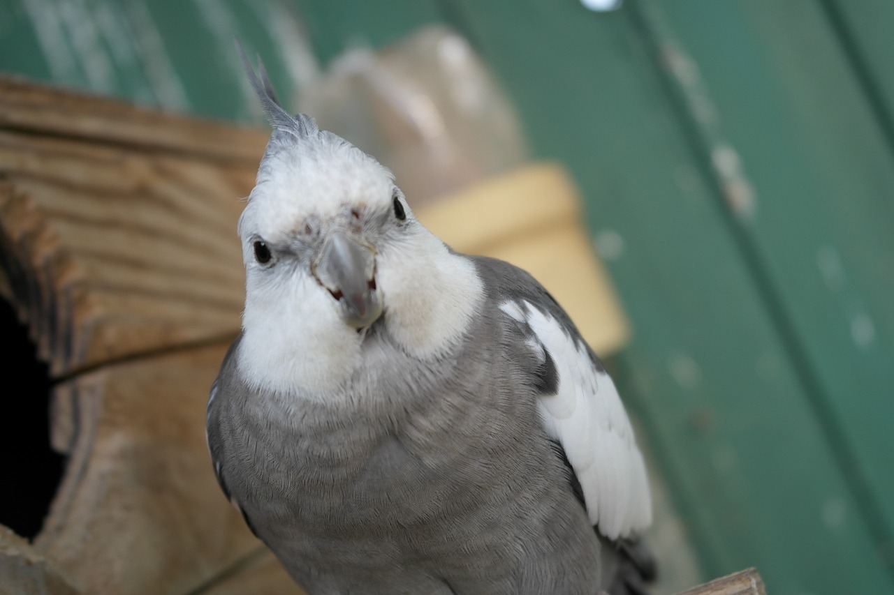 オカメインコの寿命 オカメインコの平均寿命は犬猫より長い ギネス記録は オカメインコファン