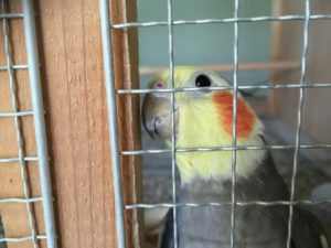 オカメインコの習性