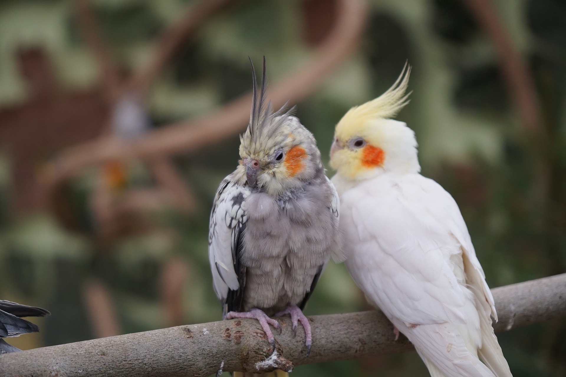 オカメインコの病気のサイン 病気を隠す鳥の演技はこうして見抜け オカメインコファン