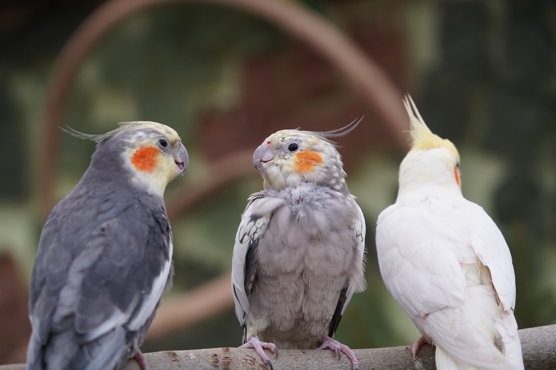 オカメインコの性別 オスメスの見分け方 頭の形でわかるのか オカメインコファン