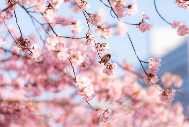 海と桜のメモリアル樹木葬