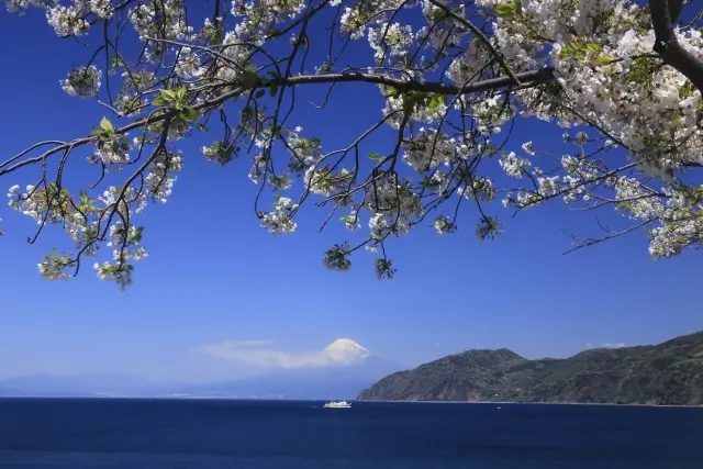 駿河湾散骨