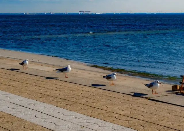 愛知の海洋散骨